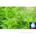 Kosher Natural High Quality Stevia Leaf Extract Steviosides, Rebaudioside A